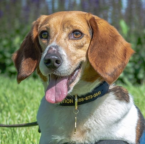 Buk, a member of the 2019 Beagle Brigade.