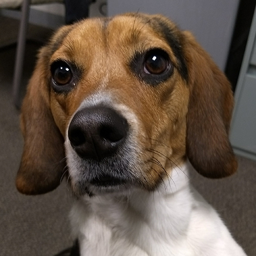 Burnie, a member of the 2019 Beagle Brigade.