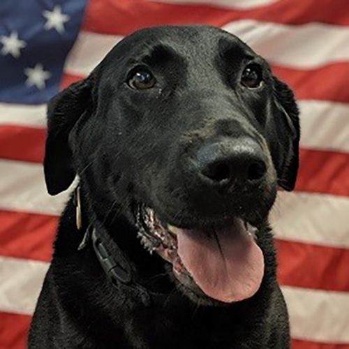 Capo, a member of the 2019 Beagle Brigade.