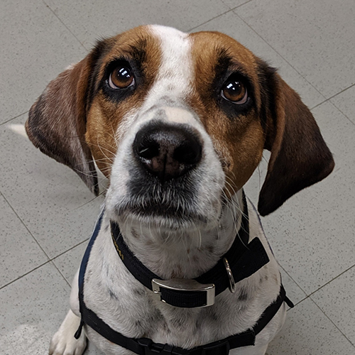 Cardie, a member of the 2019 Beagle Brigade.