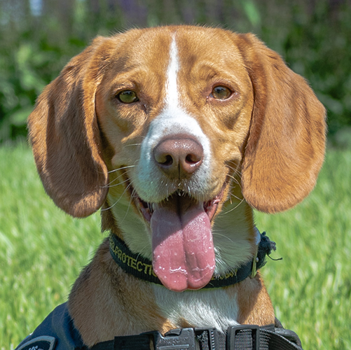 Chard, a member of the 2019 Beagle Brigade.