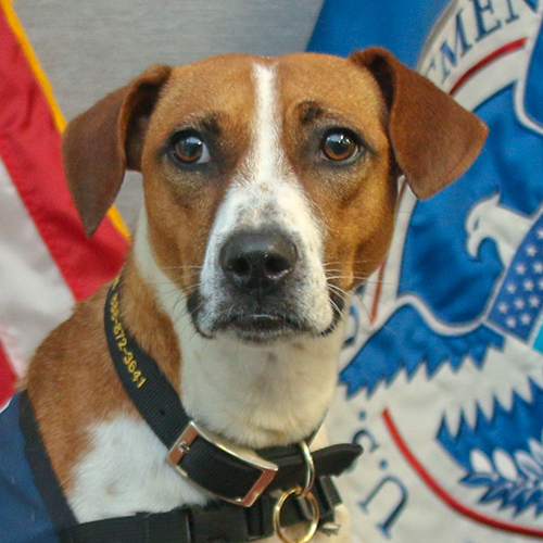 Chaze, a member of the 2019 Beagle Brigade.