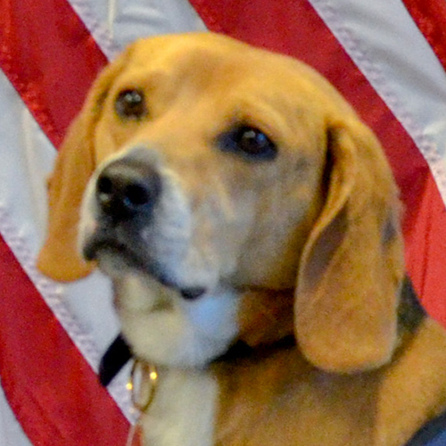 Chipper, a member of the 2019 Beagle Brigade.