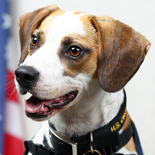 Dudley, a member of the 2019 Beagle Brigade.