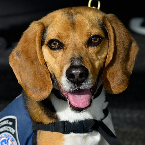 Eddee, a member of the 2019 Beagle Brigade.
