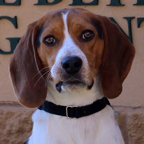 Farley, a member of the 2019 Beagle Brigade.