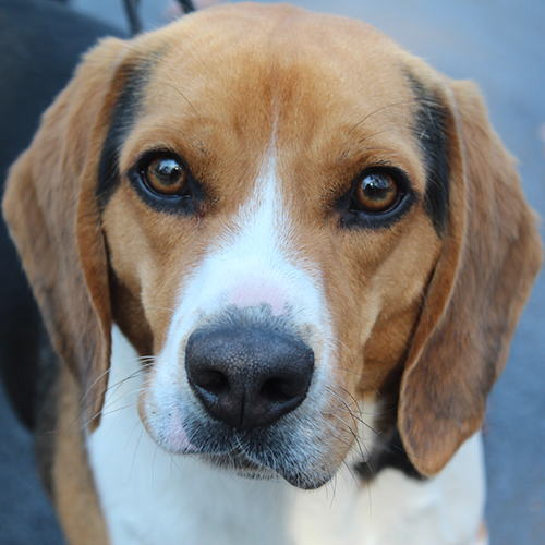 Haire, a member of the 2019 Beagle Brigade.