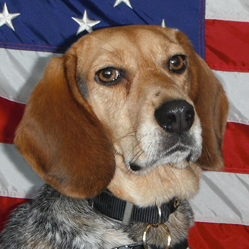 Haven, a member of the 2019 Beagle Brigade.