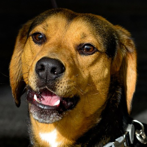 Honter, a member of the 2019 Beagle Brigade.