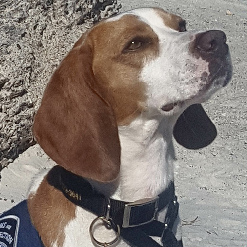 Howie, a member of the 2019 Beagle Brigade.