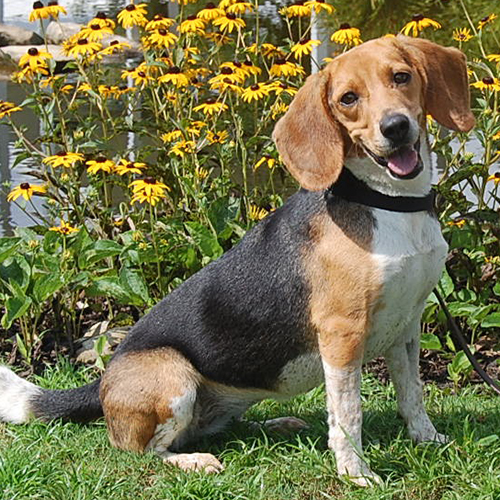 Ivy, a member of the 2019 Beagle Brigade.