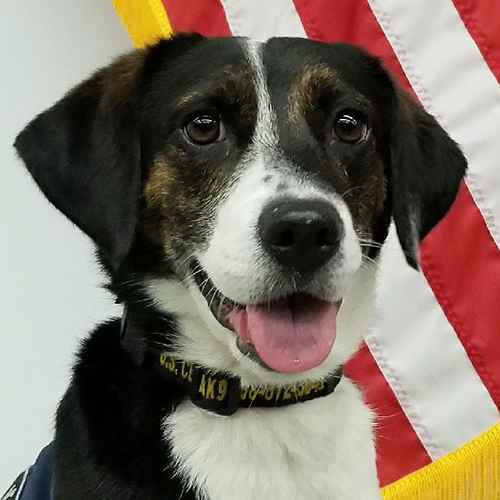 Izzy, a member of the 2019 Beagle Brigade.