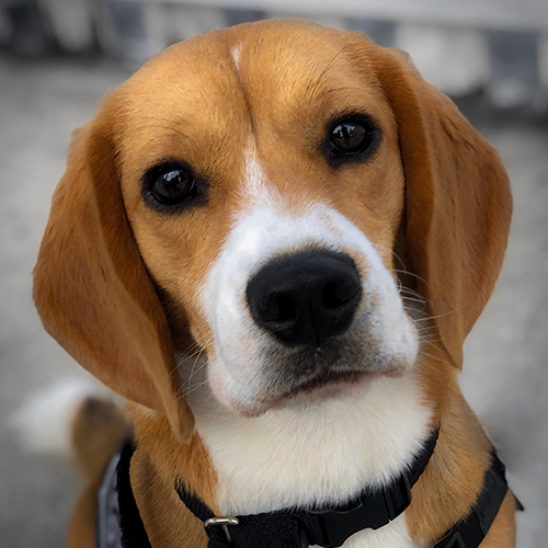 Jaxx, a member of the 2019 Beagle Brigade.
