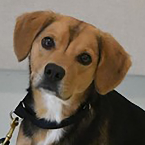 Jiffy, a member of the 2019 Beagle Brigade.