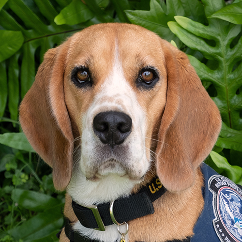 Kenda, a member of the 2019 Beagle Brigade.
