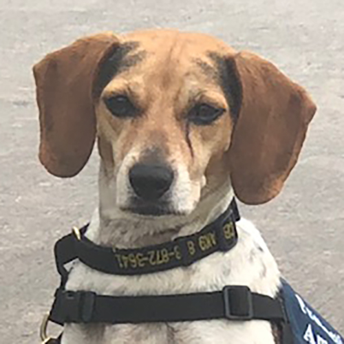 Kinsley, a member of the 2019 Beagle Brigade.