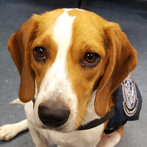 Kody, a member of the 2019 Beagle Brigade.