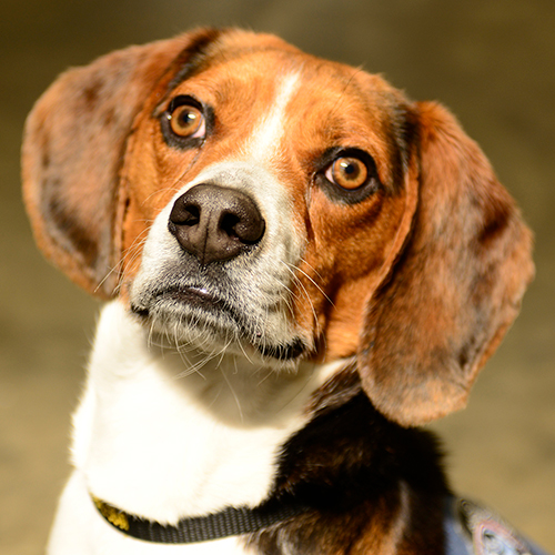 Kooper, a member of the 2019 Beagle Brigade.
