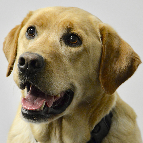 Lucius, a member of the 2019 Beagle Brigade.