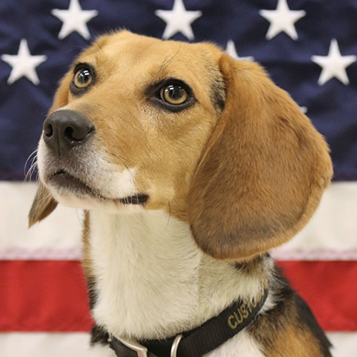 Maggey, a member of the 2019 Beagle Brigade.