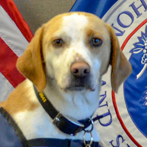 Marlee, a member of the 2019 Beagle Brigade.