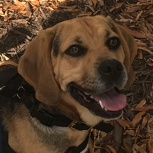 Millie A, a member of the 2019 Beagle Brigade.