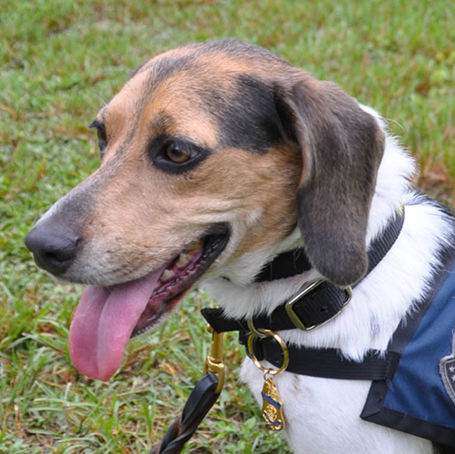 Millie S, a member of the 2019 Beagle Brigade.