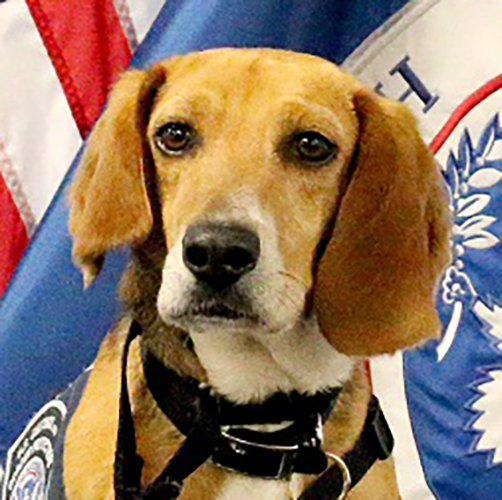 Murray, a member of the 2019 Beagle Brigade.