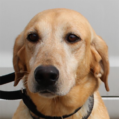 Nola, a member of the 2019 Beagle Brigade.