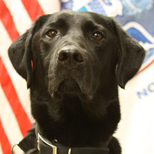 Perry, a member of the 2019 Beagle Brigade.