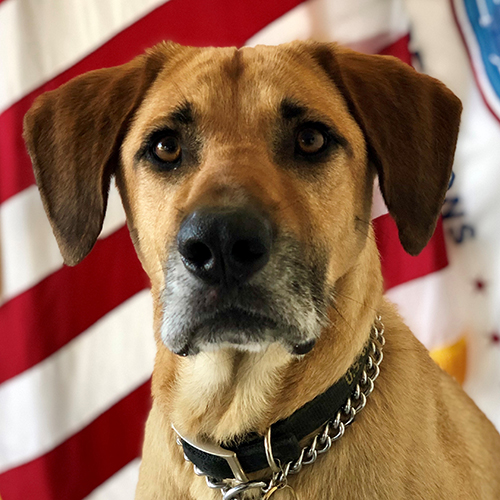 Piney, a member of the 2019 Beagle Brigade.