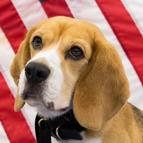 Pollo, a member of the 2019 Beagle Brigade.