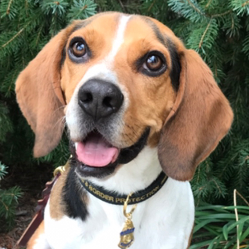 Potter, a member of the 2019 Beagle Brigade.