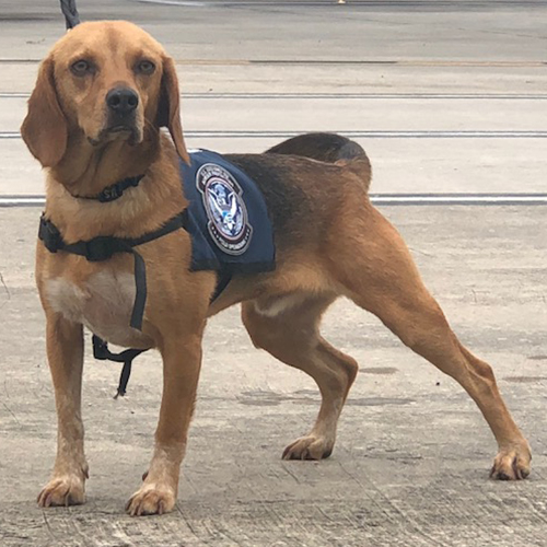 Robin, a member of the 2019 Beagle Brigade.
