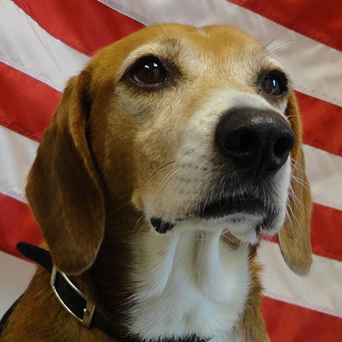 Roscoe, a member of the 2019 Beagle Brigade.