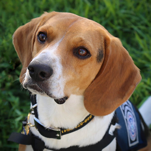 Rugerr, a member of the 2019 Beagle Brigade.