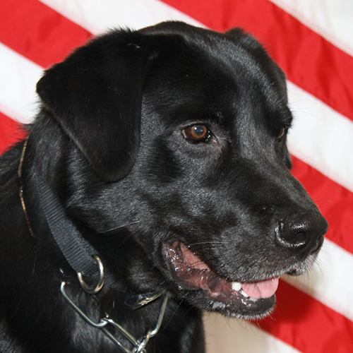 Ryder, a member of the 2019 Beagle Brigade.