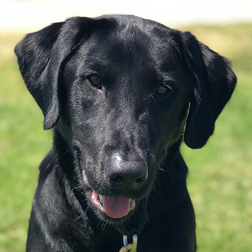 Rylie, a member of the 2019 Beagle Brigade.