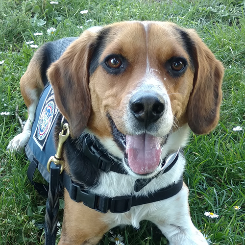 Snoopie, a member of the 2019 Beagle Brigade.