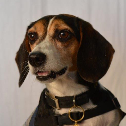 Tess, a member of the 2019 Beagle Brigade.