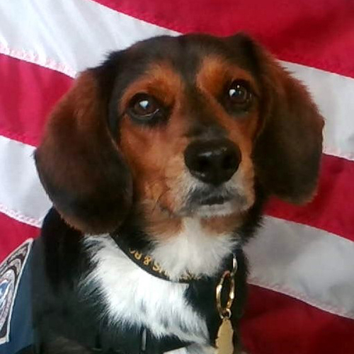 Tomas, a member of the 2019 Beagle Brigade.