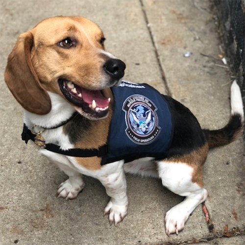 Wade, a member of the 2019 Beagle Brigade.