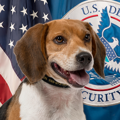 Webster, a member of the 2019 Beagle Brigade.