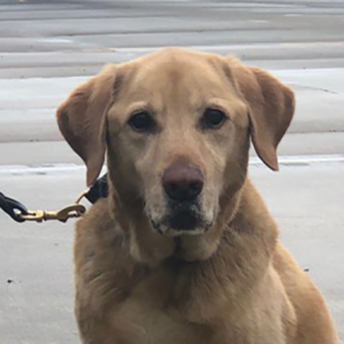 Yeller, a member of the 2019 Beagle Brigade.