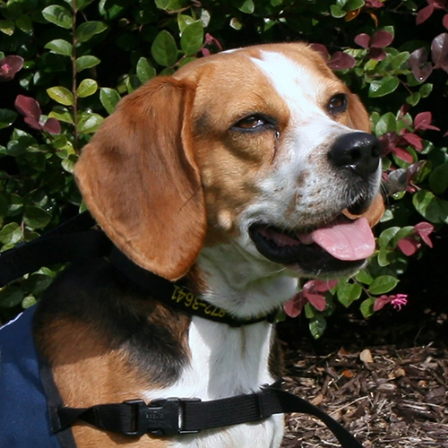 Zorro, a member of the 2019 Beagle Brigade.