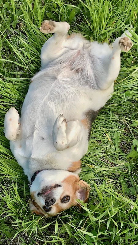 a happy beagle